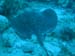 feathertail stingray.jpg